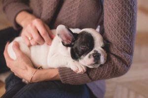 Read more about the article A French Bulldogs Body