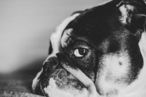 Read more about the article A French Bulldogs’ Head