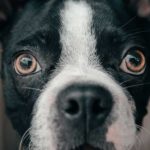 Five reasons why your dog has a dry nose and what to do about it