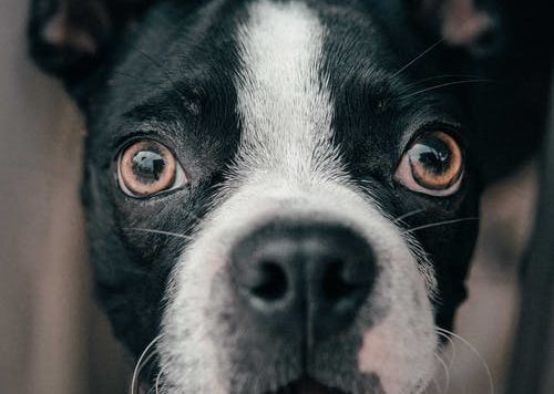 You are currently viewing Five reasons why your dog has a dry nose and what to do about it