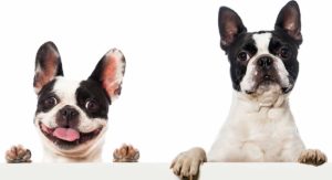 Read more about the article Boston Terrier Vs French Bulldog – What’s The Difference?