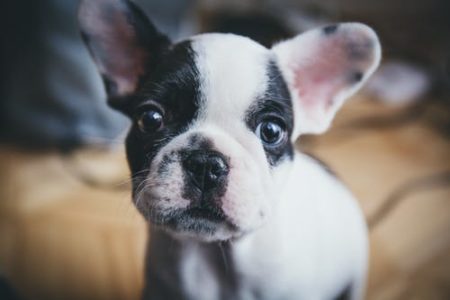 Learn why French Bulldogs can cost so much!! | dogboxnz.co.nz