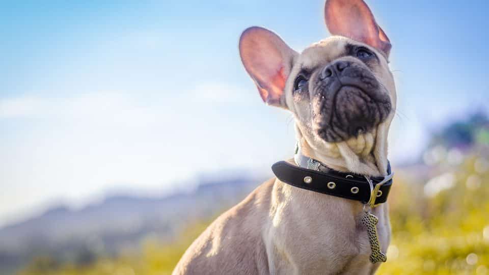 Read more about the article The 116 Most Popular French Bulldog Names of 2019