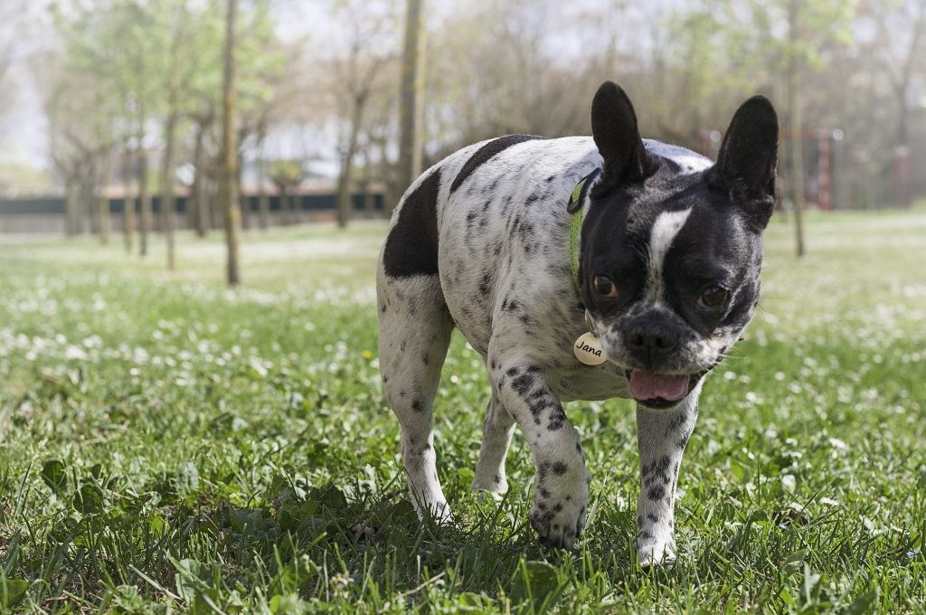 You are currently viewing French Bulldog Temperament & Personality